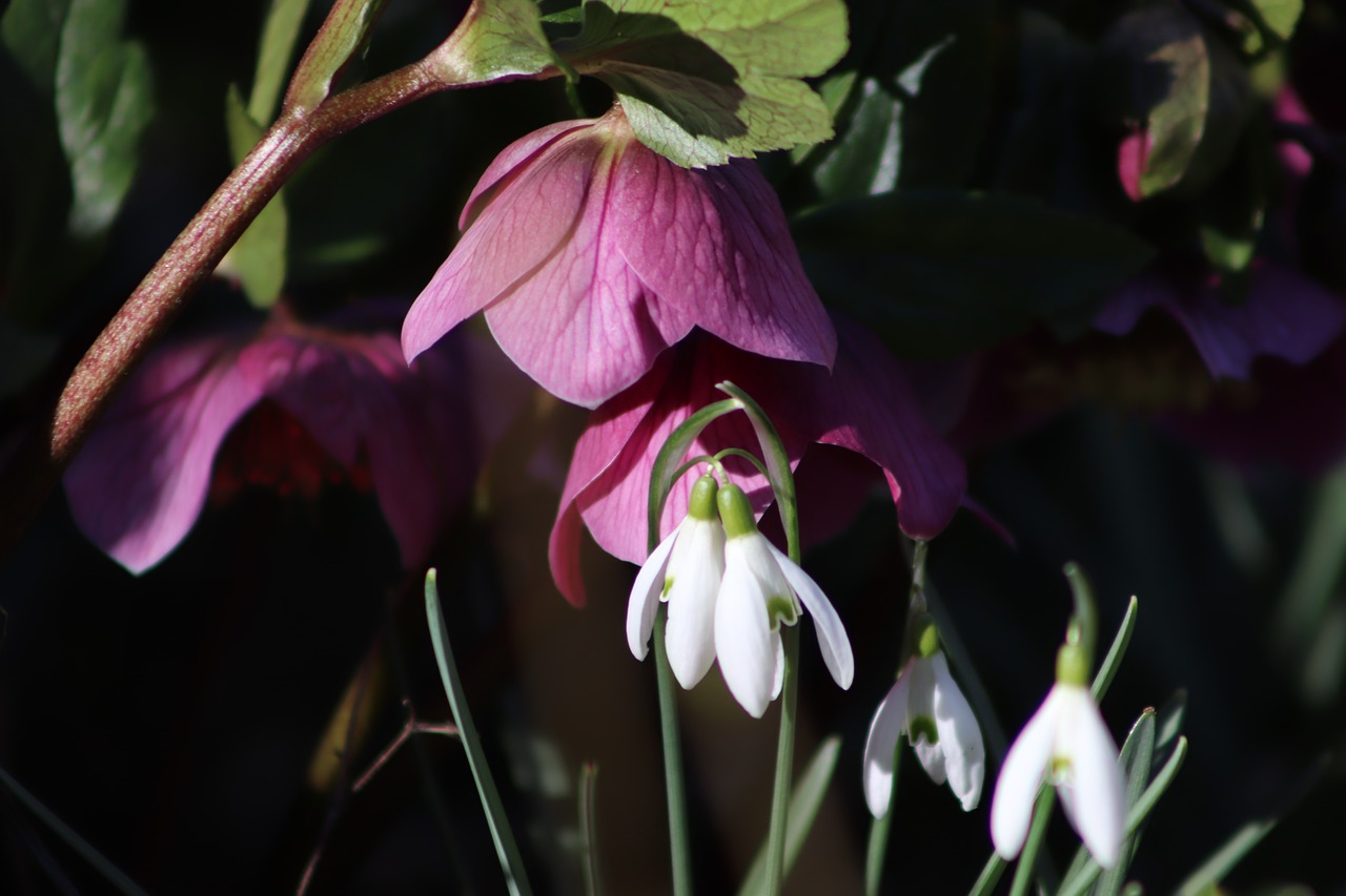 christmas rose  snowdrop  flowers free photo