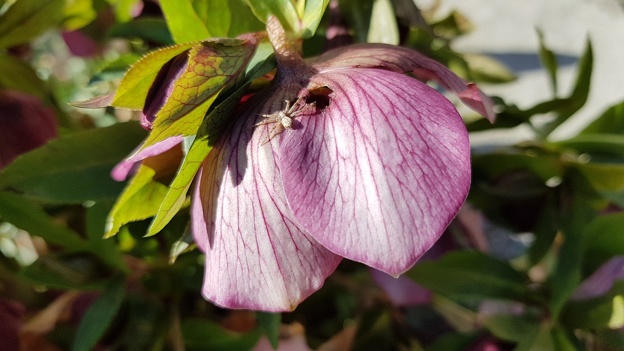 christmas rose  flower  spider free photo