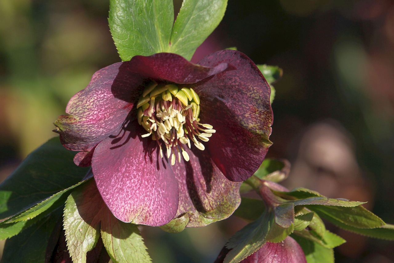 christmas rose  frühlingsanfang  flower free photo