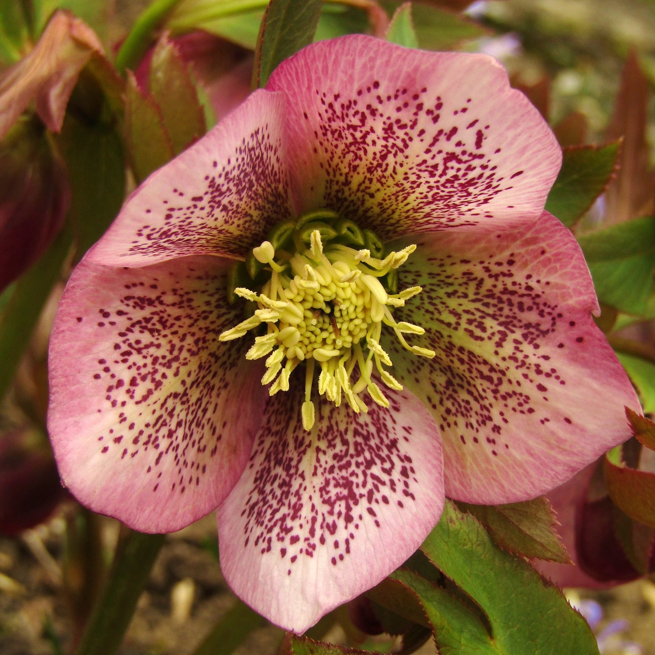 christmas rose  speckled  rose free photo