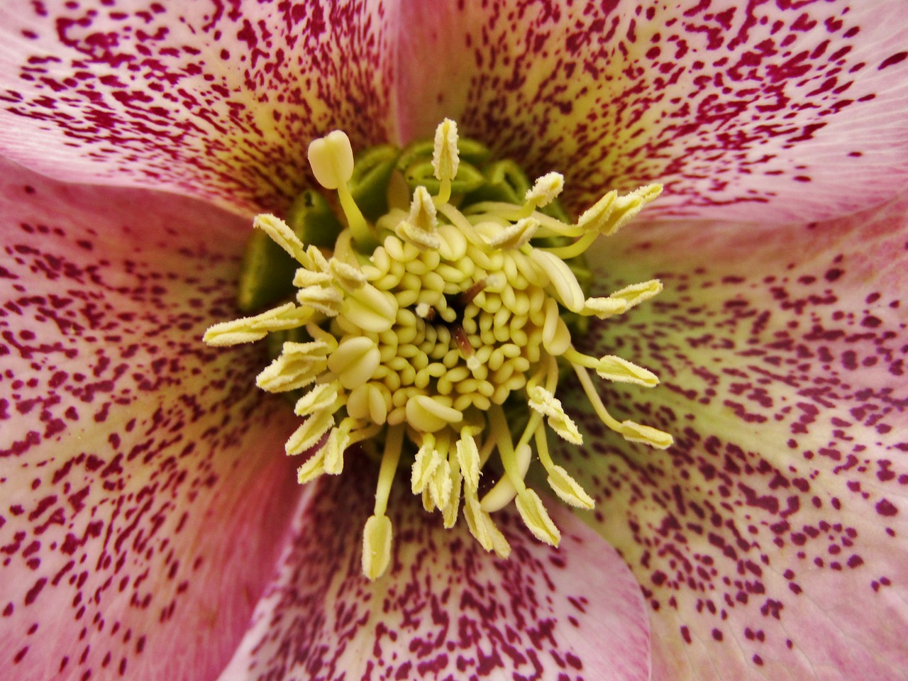 christmas rose  speckled  rose free photo