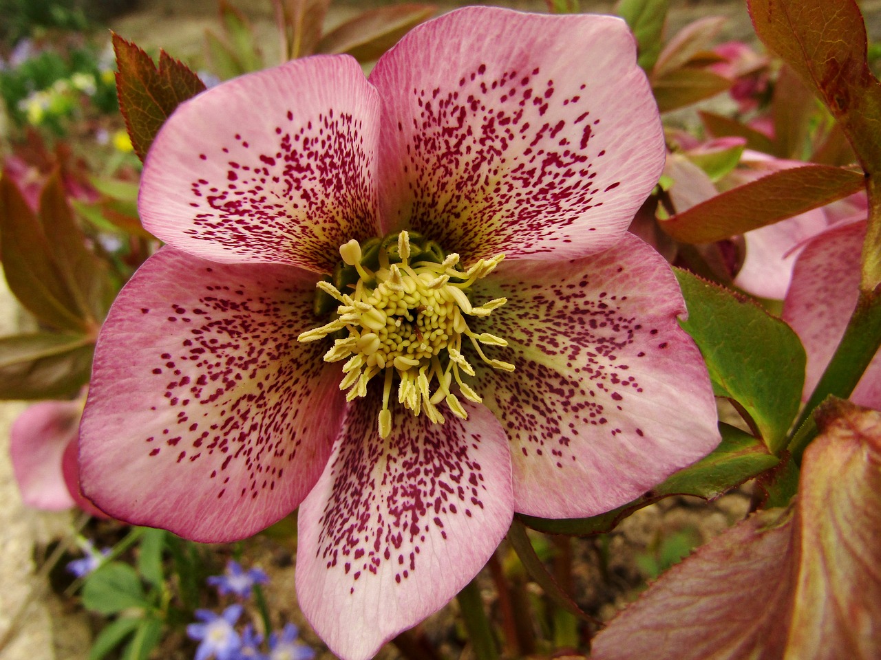 christmas rose  speckled  rose free photo