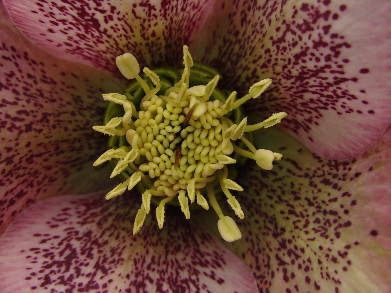 christmas rose  speckled  rose free photo