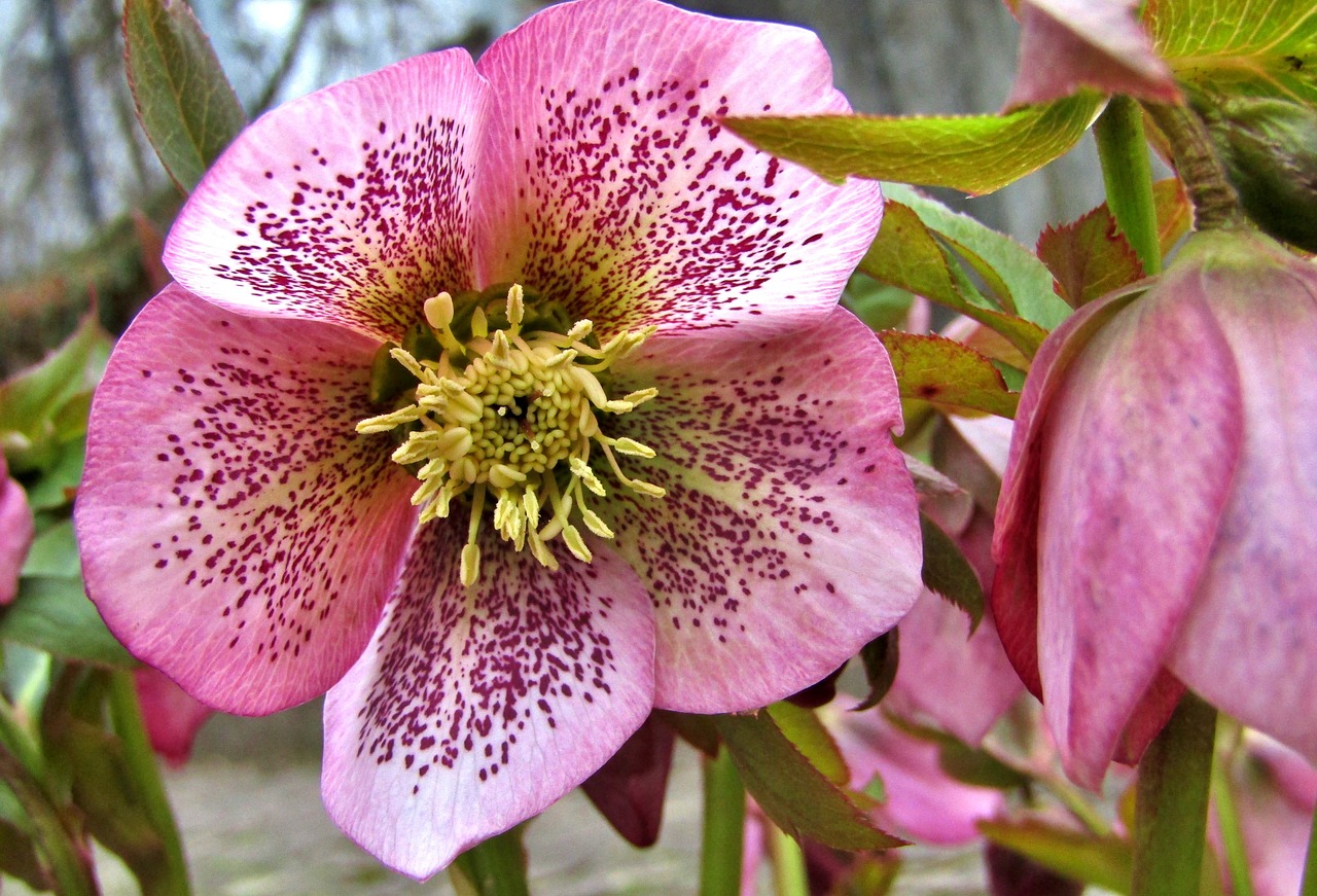 christmas rose  speckled  rose free photo