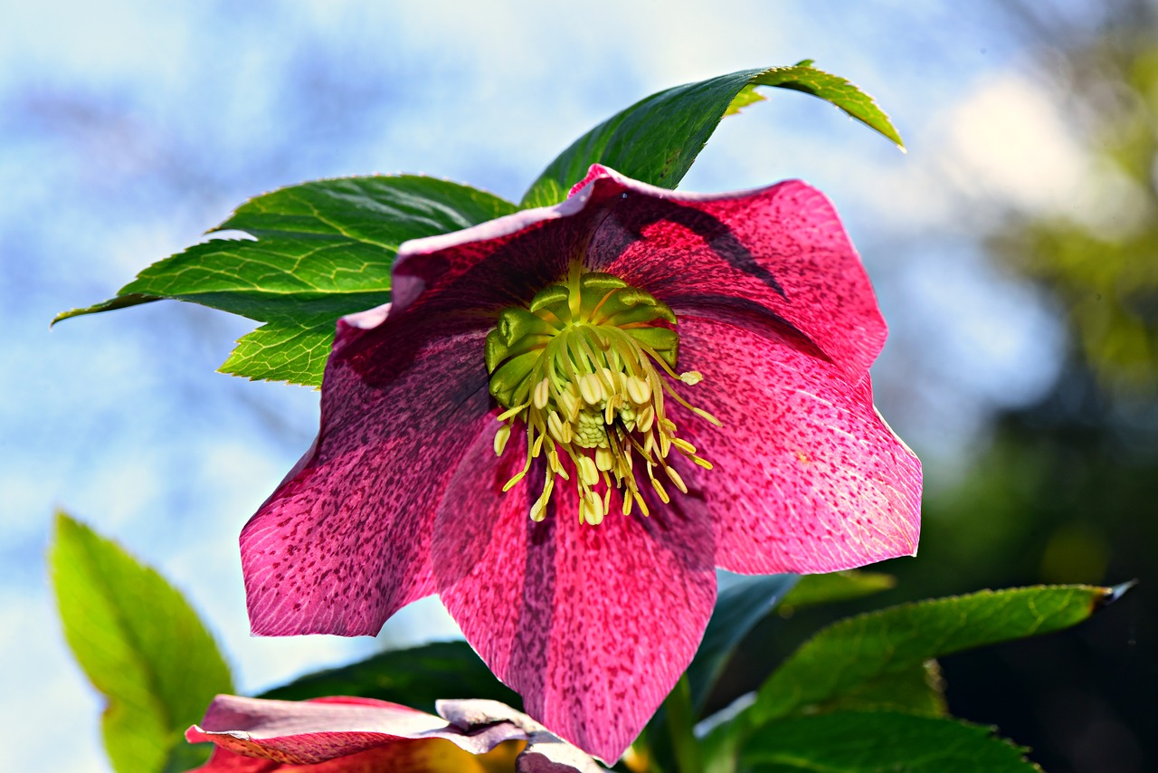 christmas rose  flower  plant free photo