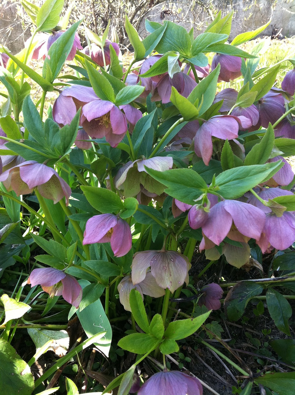 christmas rose flower early bloomer free photo