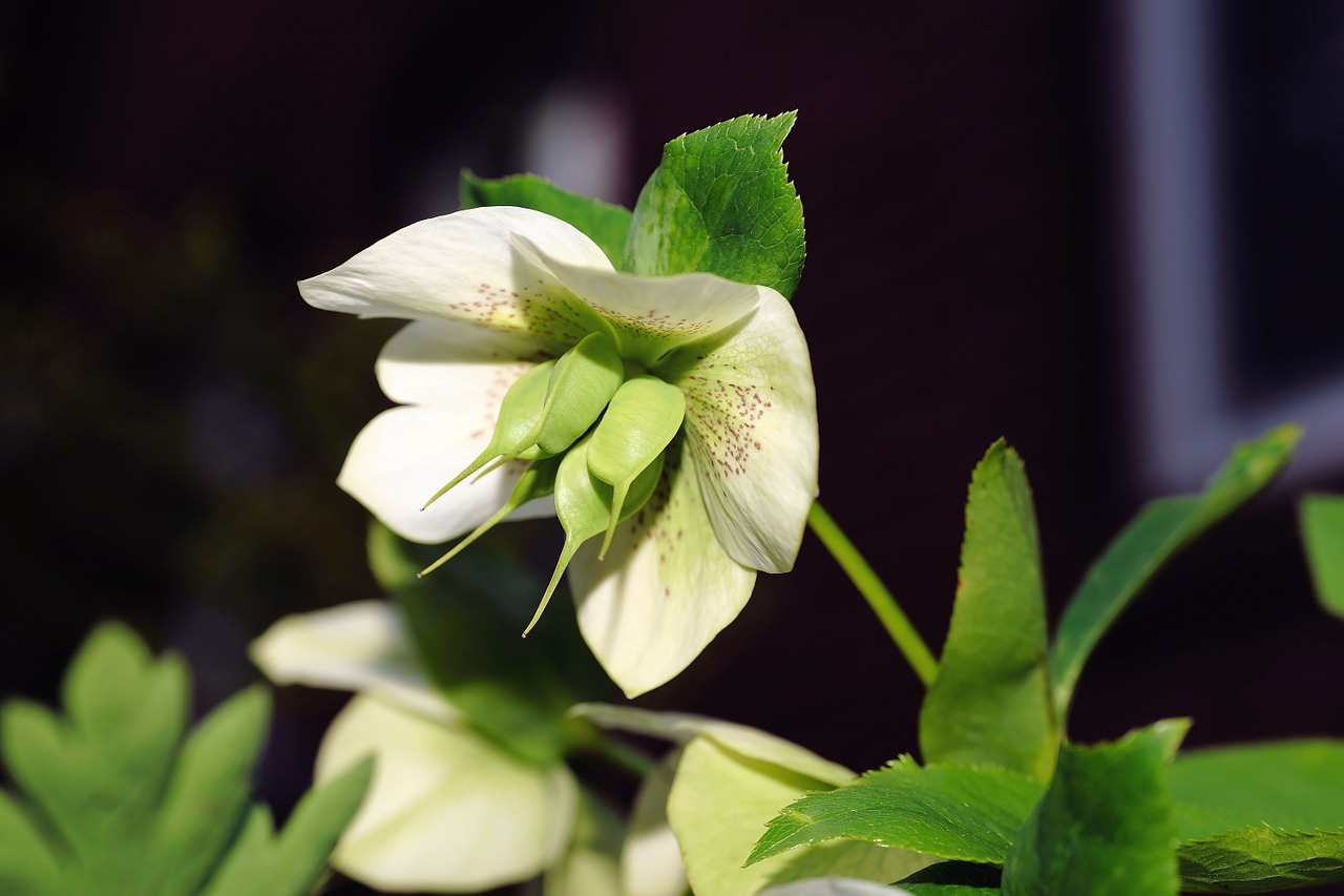 christmas rose prevalence rose early bloomer free photo