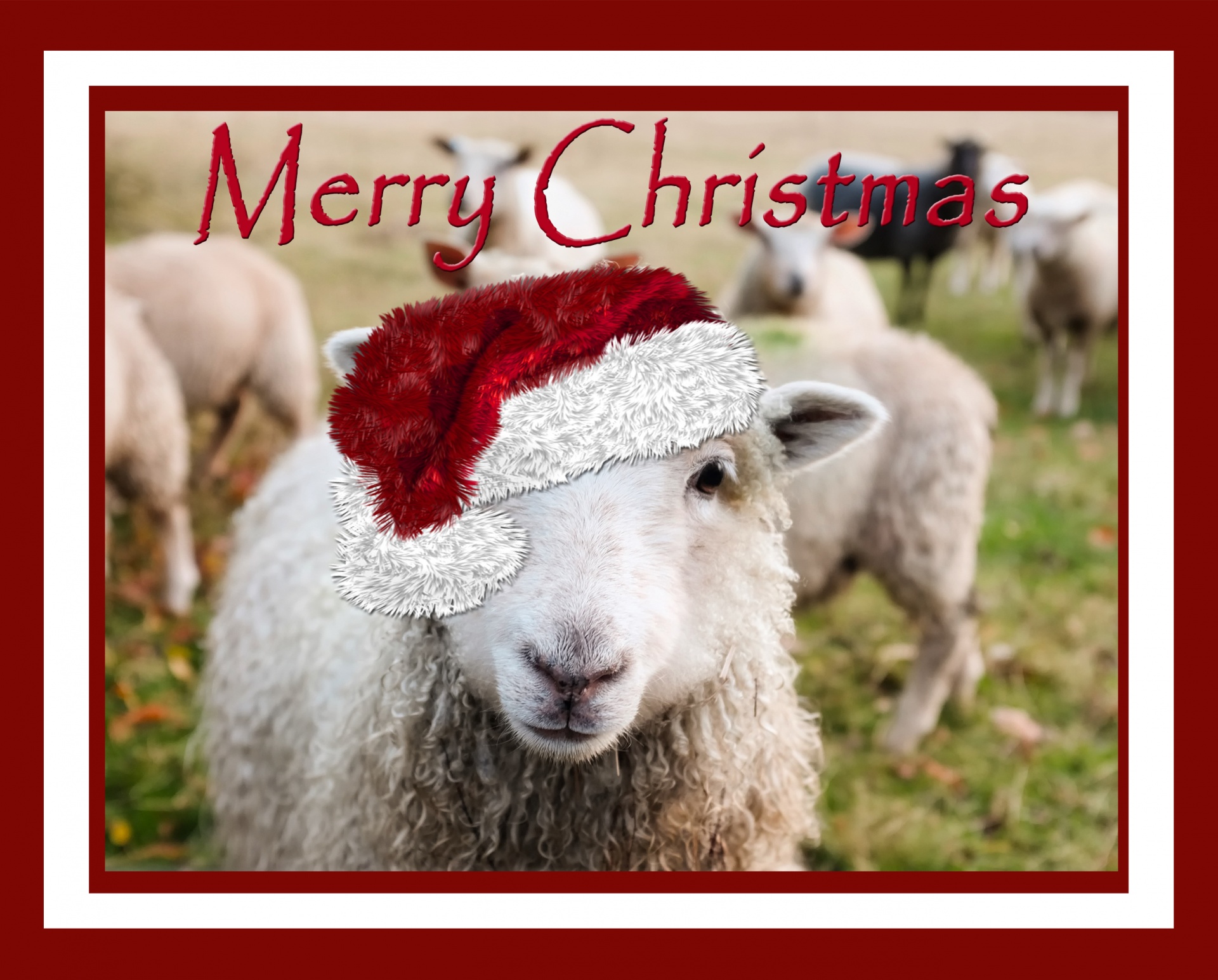 christmas sheep hat free photo
