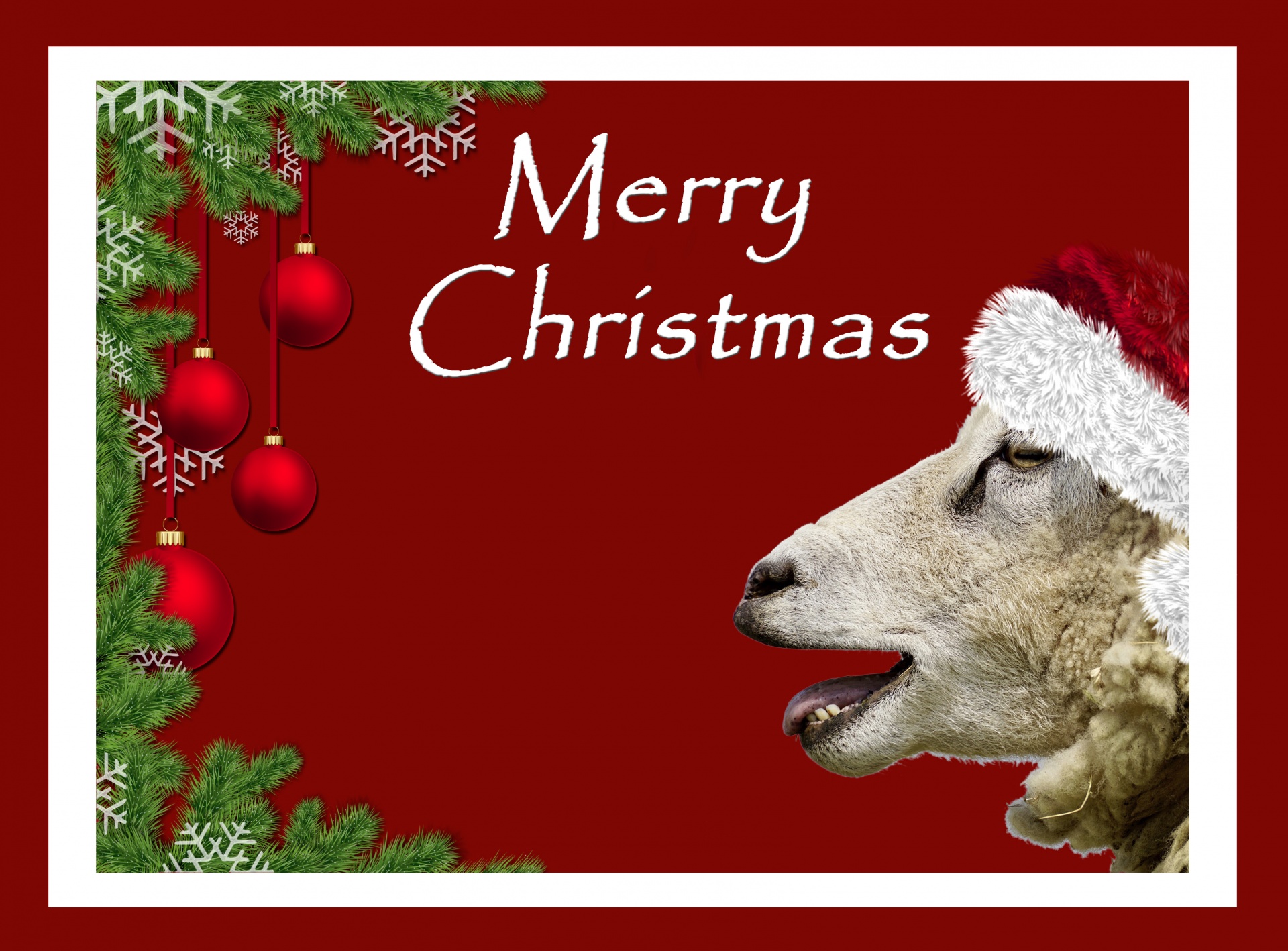 christmas sheep card free photo