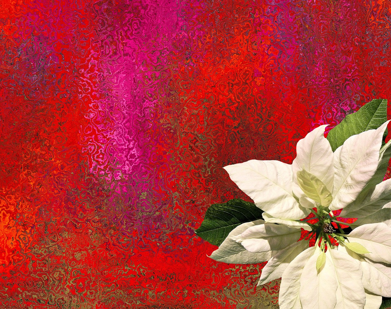 christmas star christmas poinsettia free photo