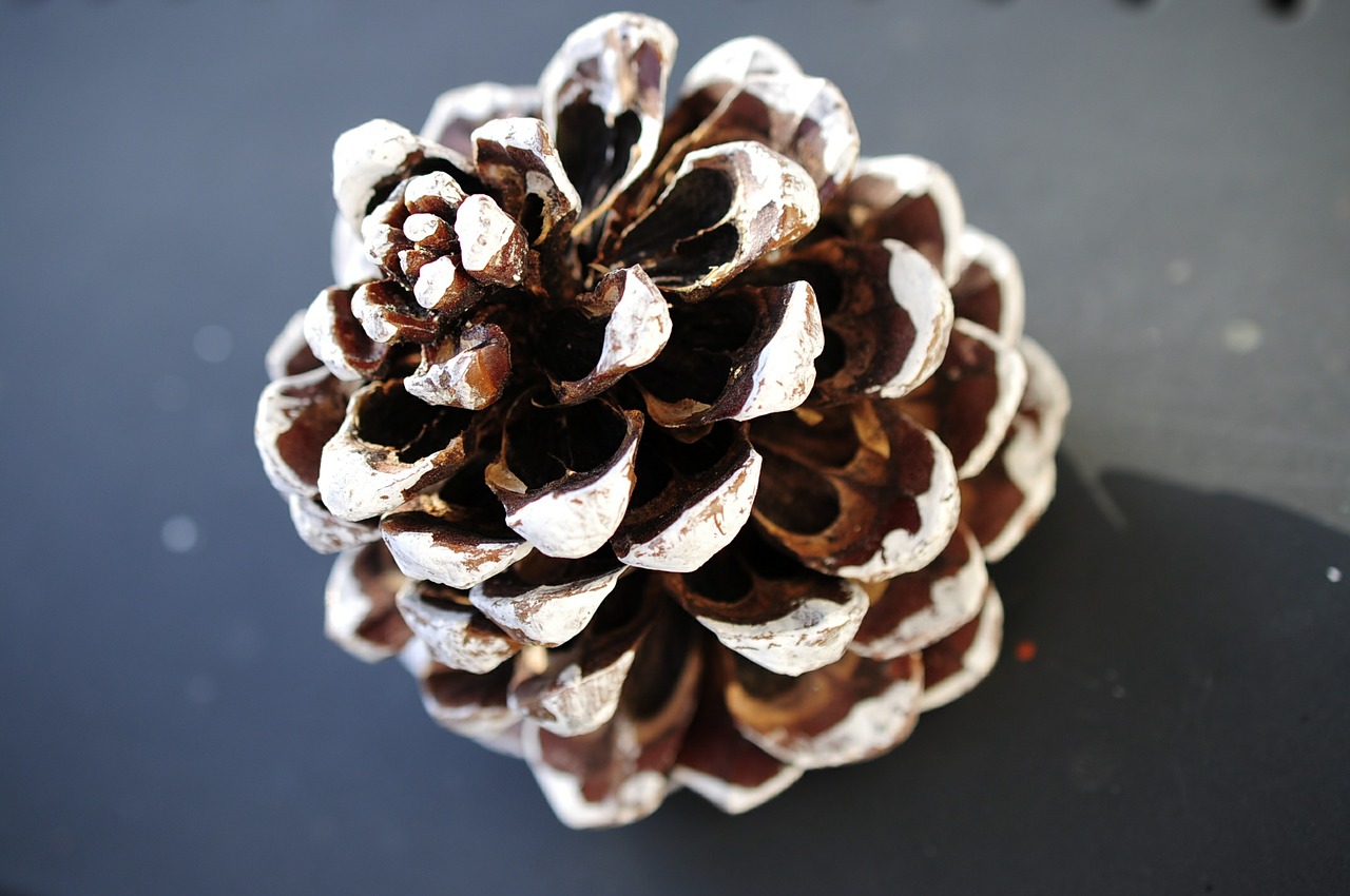 christmas tap christmas pine cones free photo