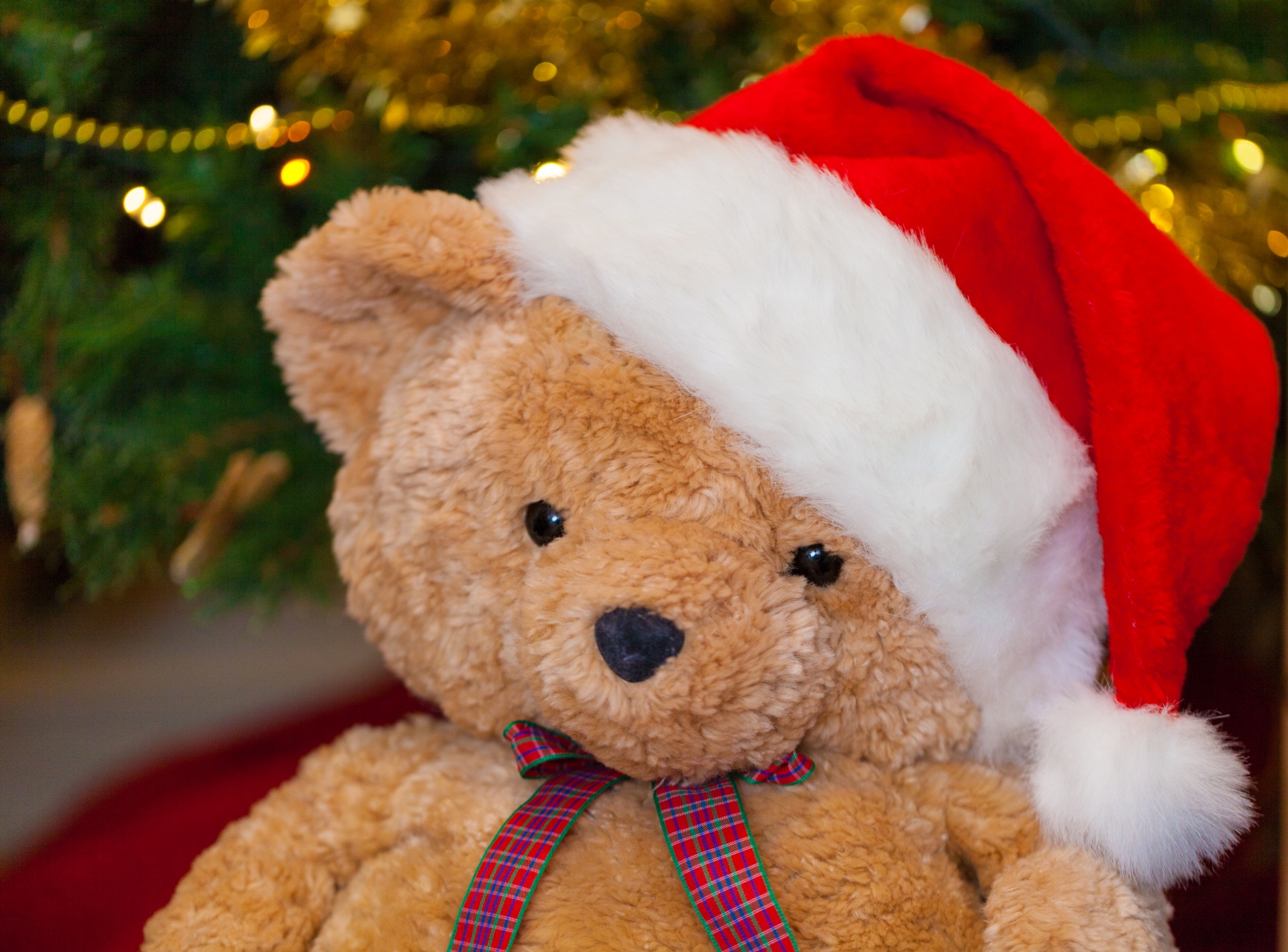 bear celebration christmas free photo