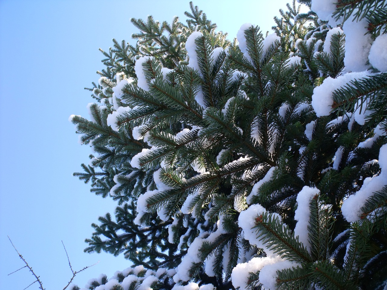 christmas tree snow christmas free photo