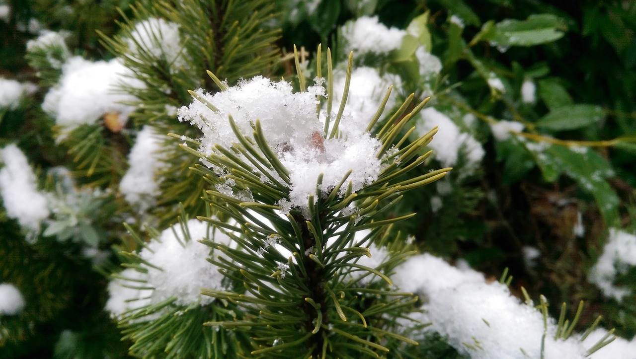 christmas tree snow winter free photo