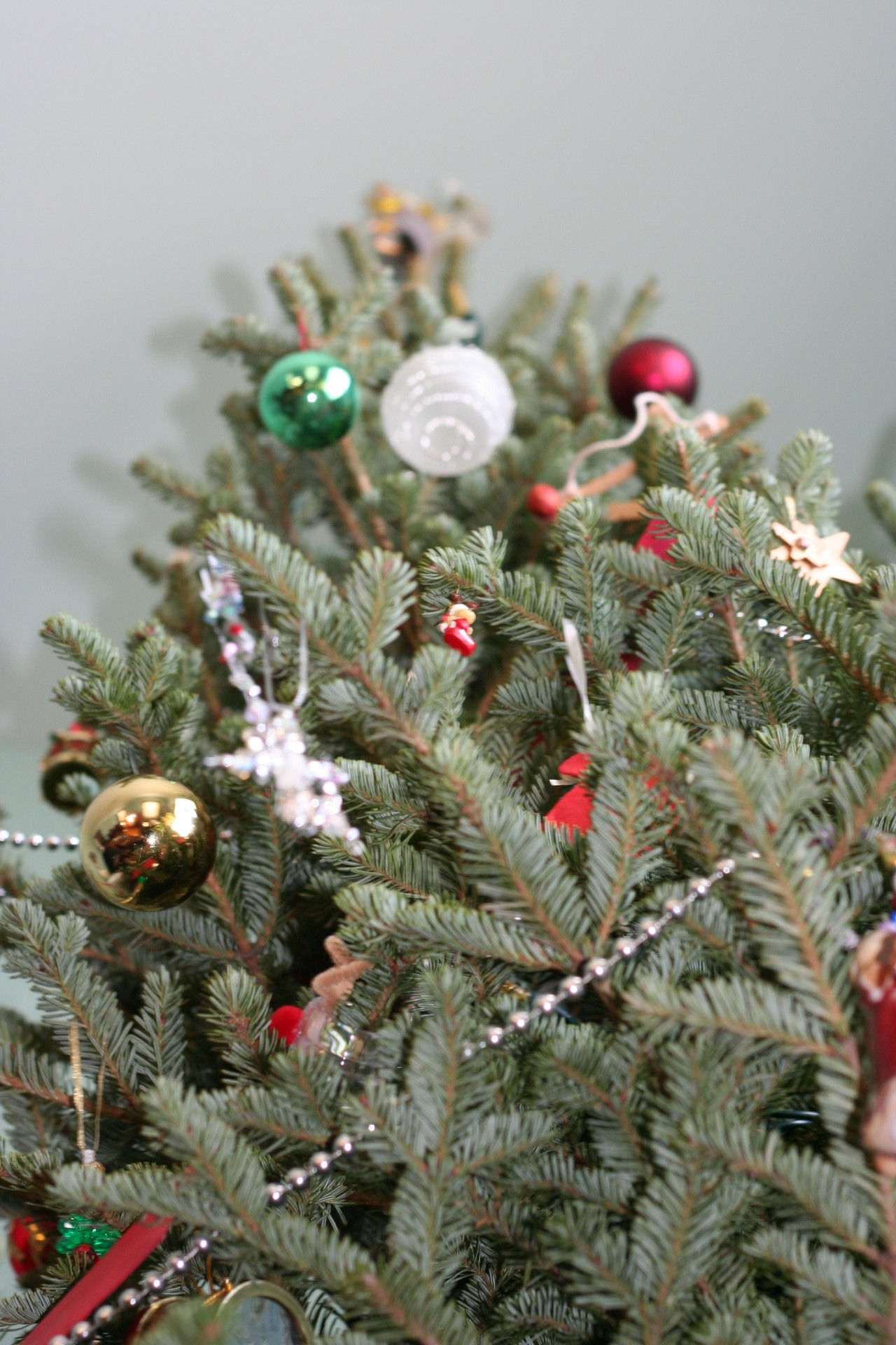 christmas tree acute angle closeup free photo