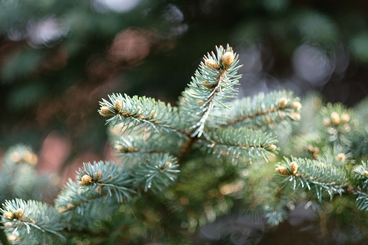 christmas tree winter christmas free photo