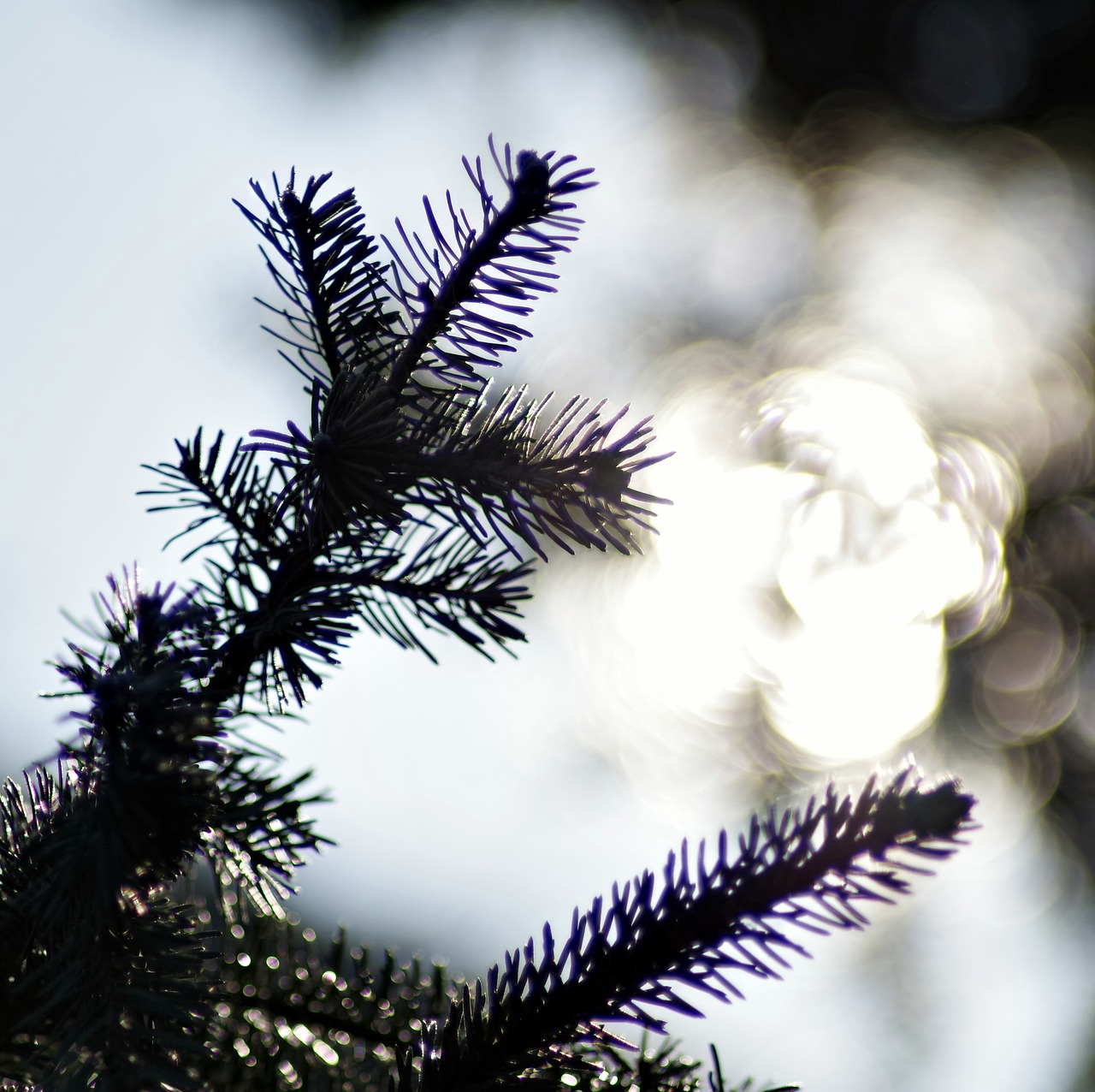 christmas tree sprig the sun free photo