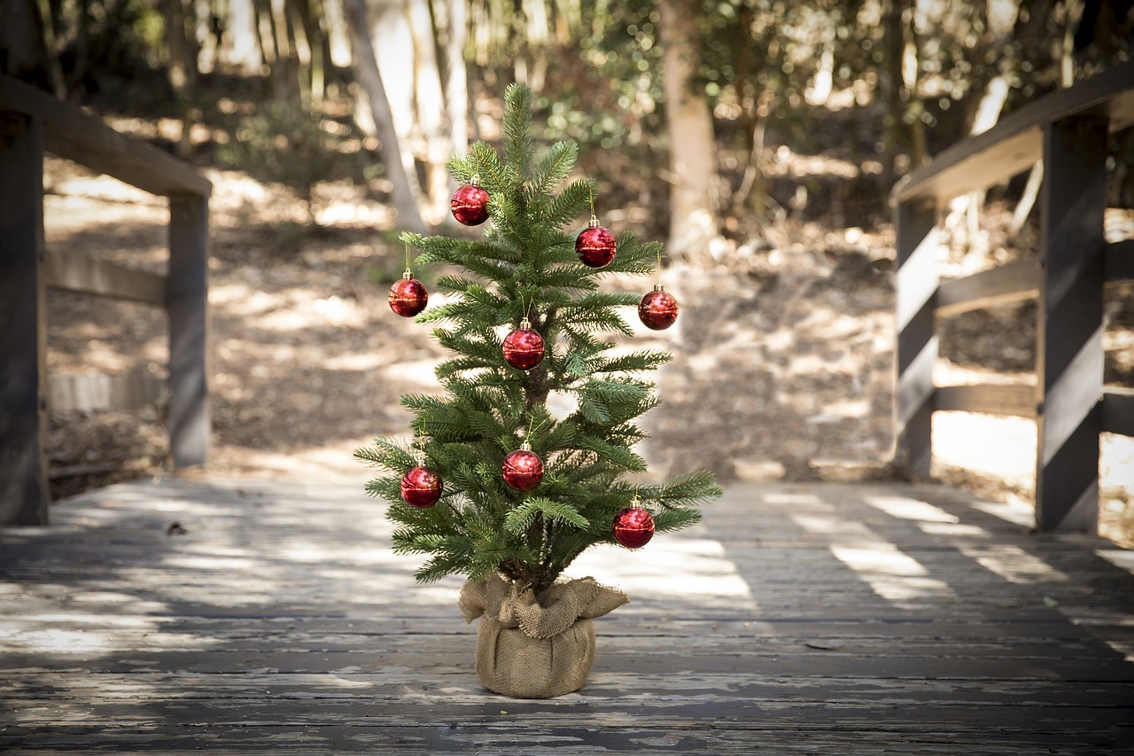 christmas tree forest bridge free photo