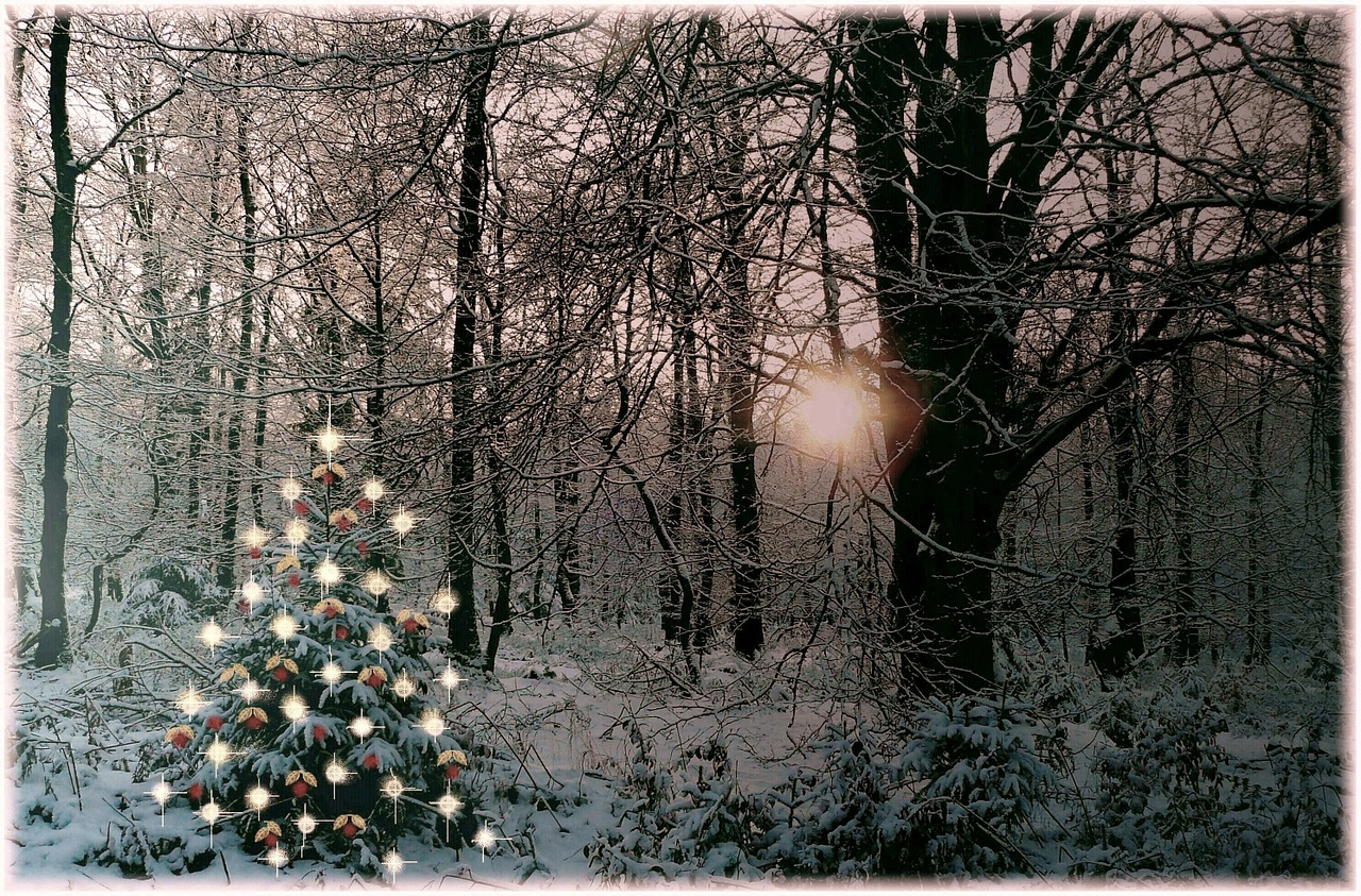 christmas tree christmas sparkle free photo