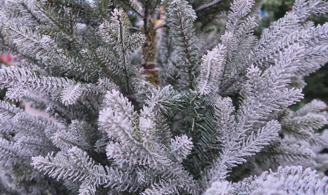 christmas tree  white christmas  christmas day free photo