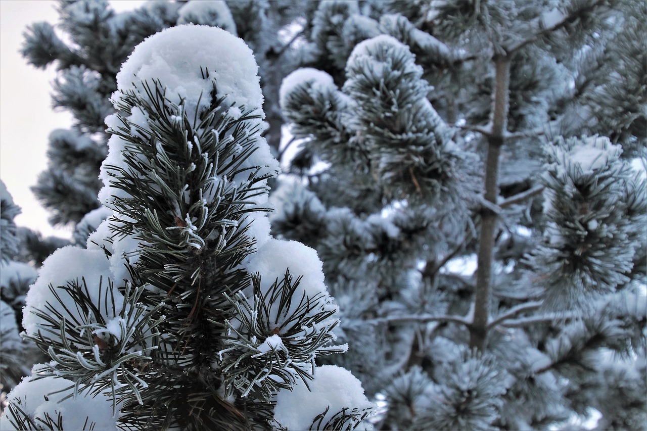 christmas tree  coniferous  frost free photo