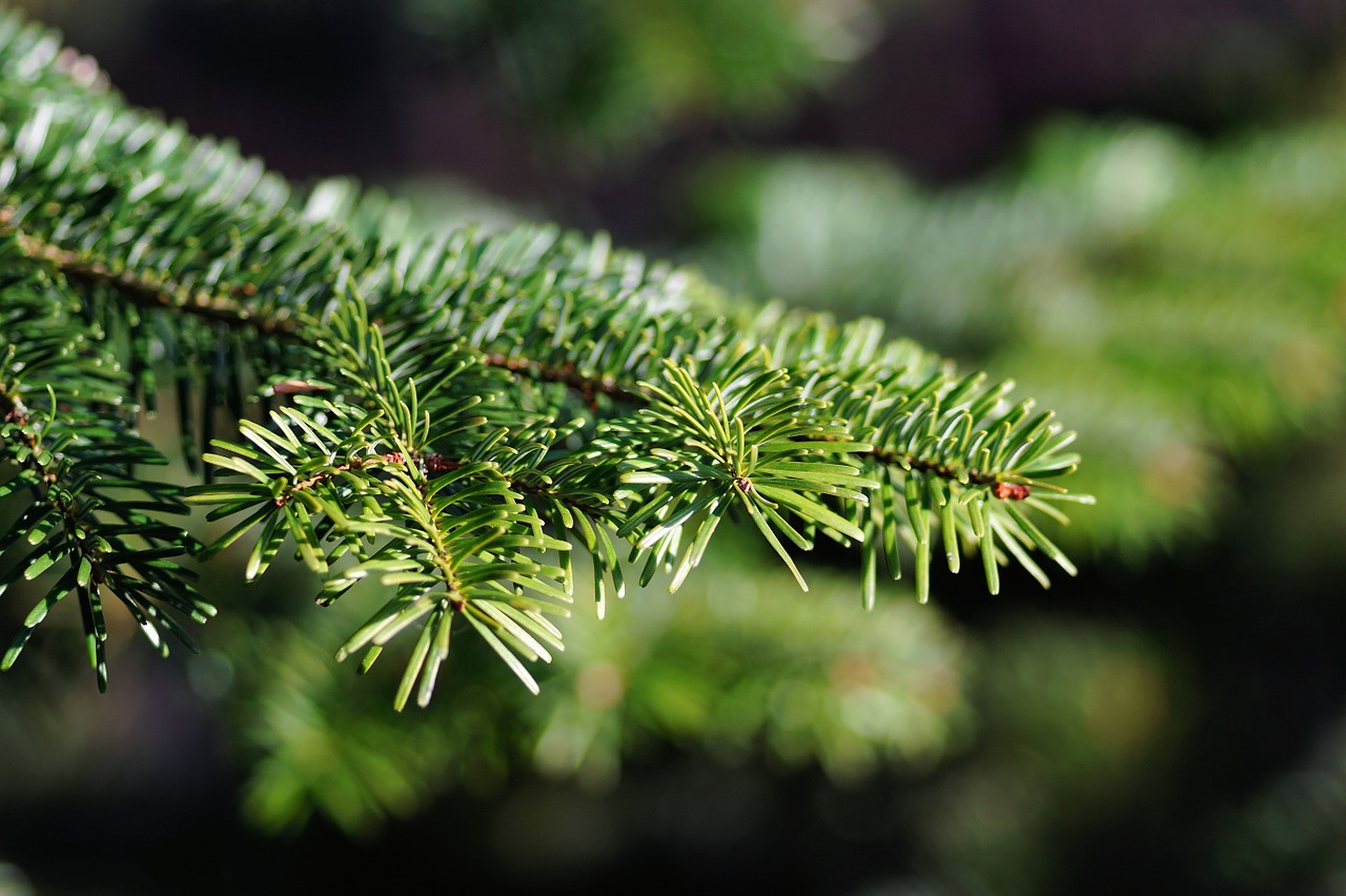 christmas tree tannenzweig needles free photo