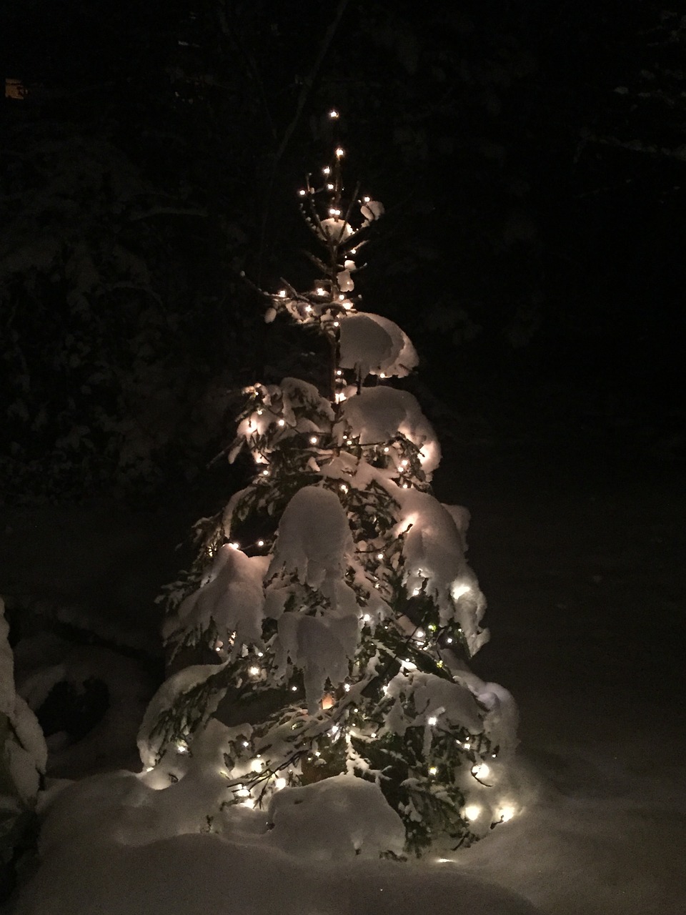 christmas tree snow illuminated free photo