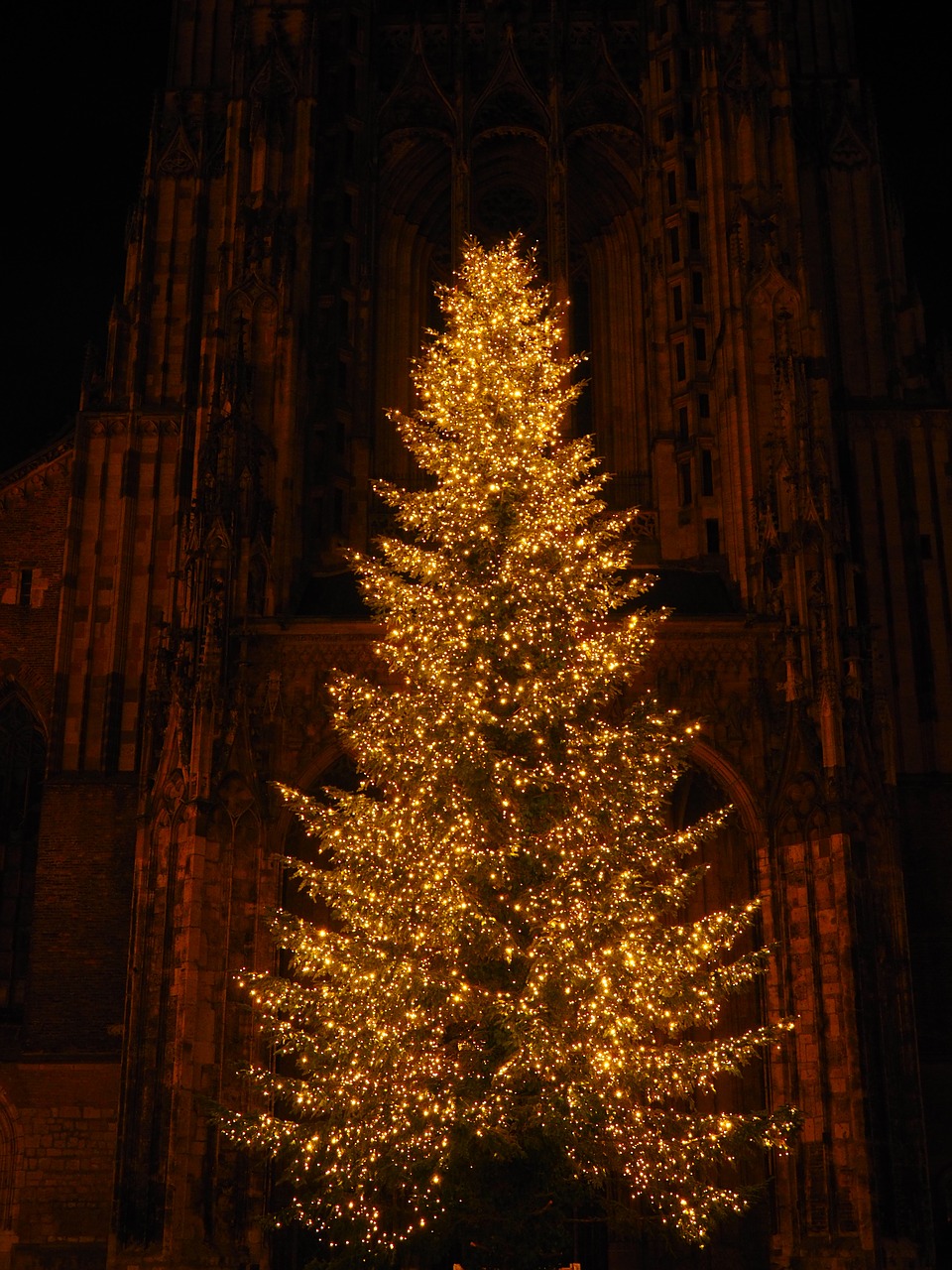 christmas tree christmas münster free photo
