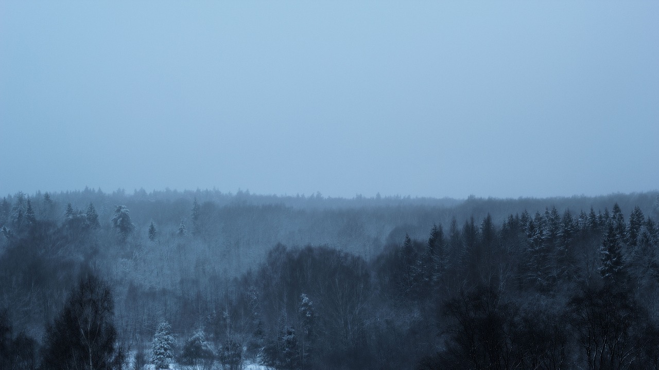 christmas tree in the forest nature russia free photo