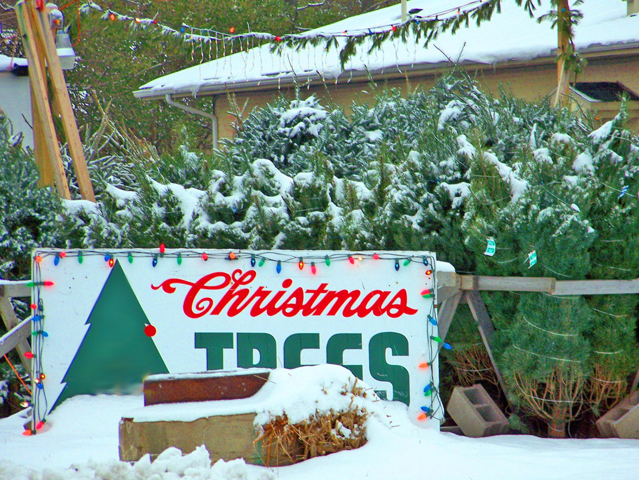christmas xmas trees free photo