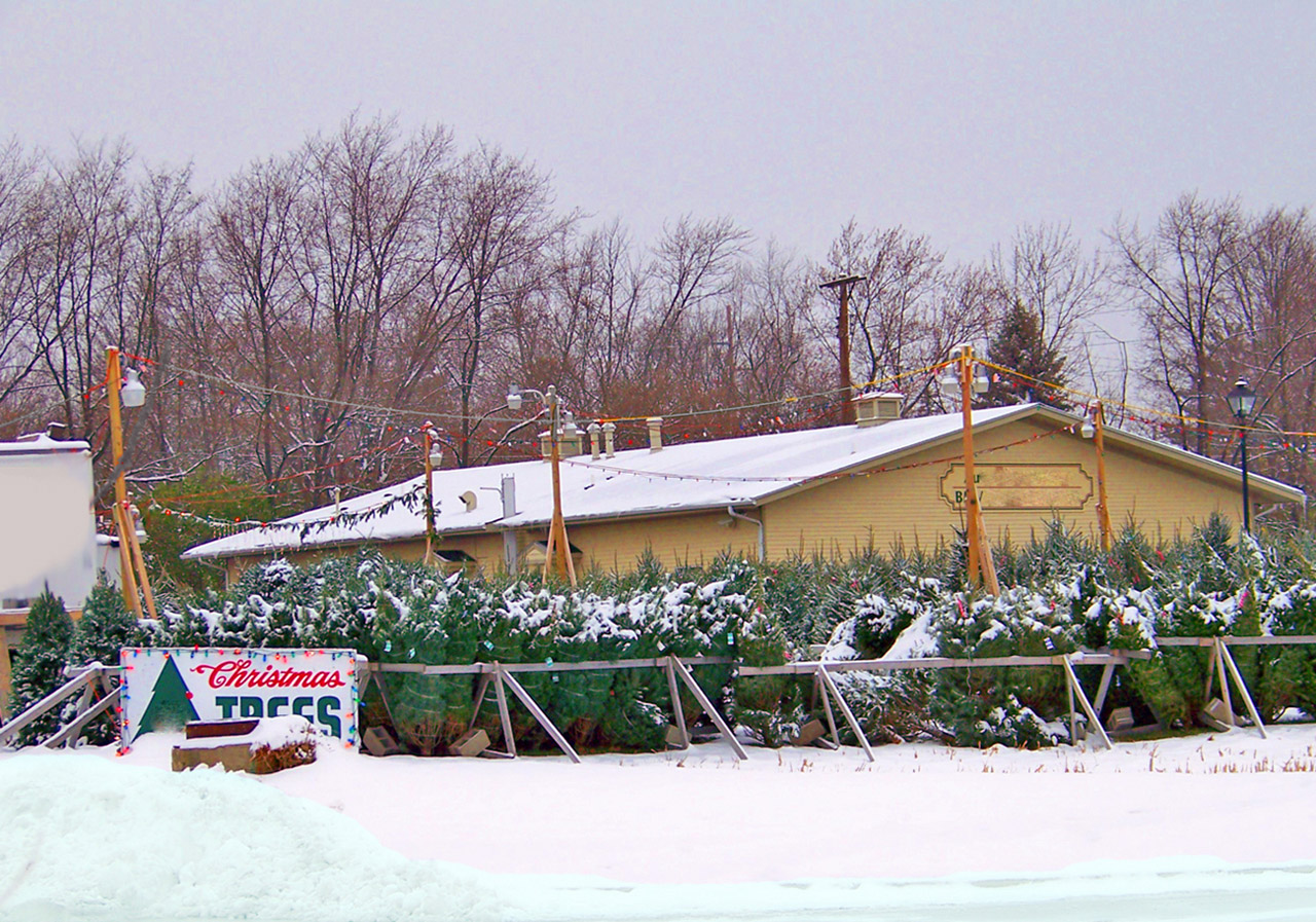 christmas xmas trees free photo