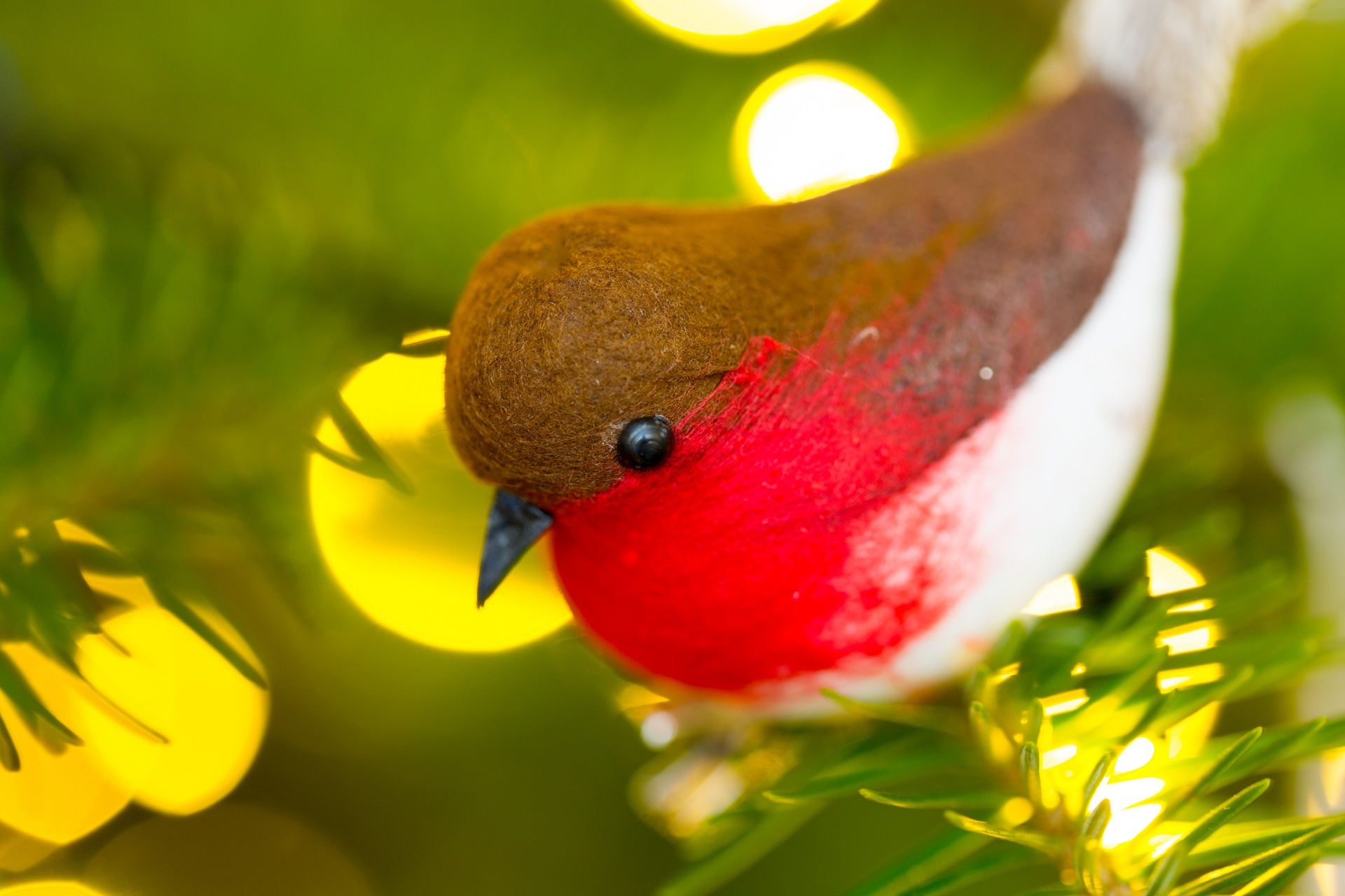 bird bright celebration free photo