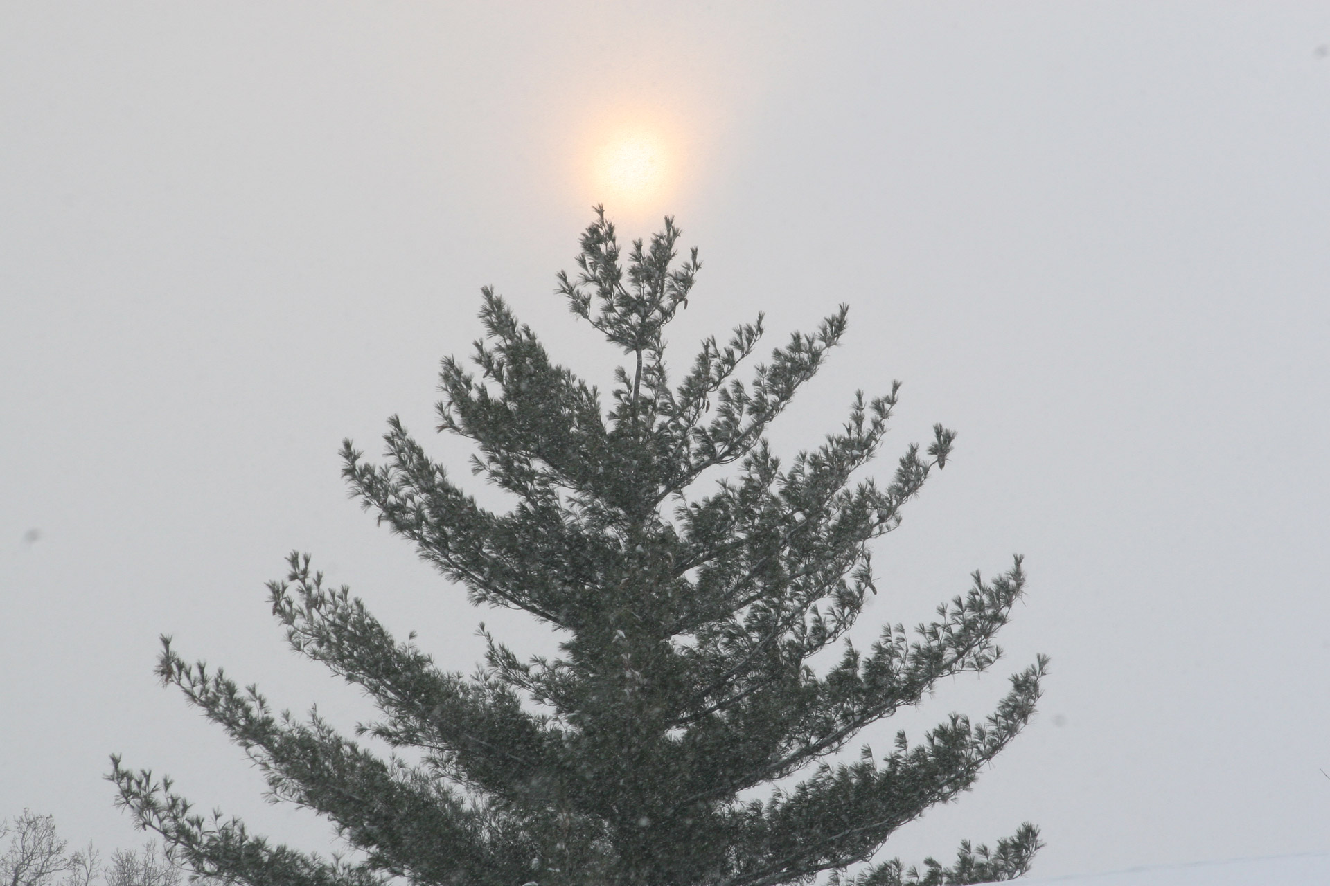 sun star tree free photo