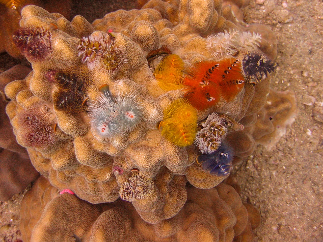 christmas tree worms coral underwater free photo