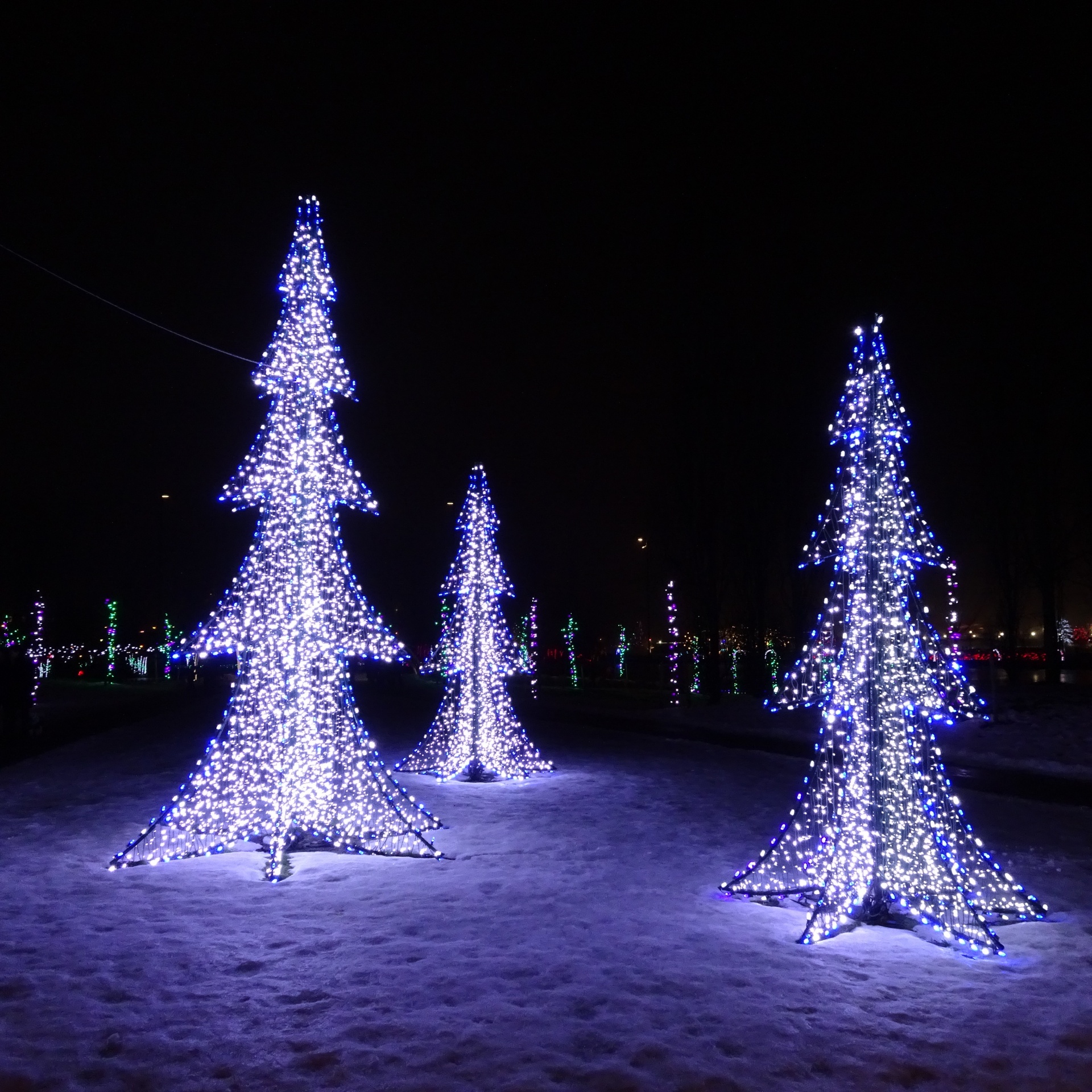 christmas trees night free photo