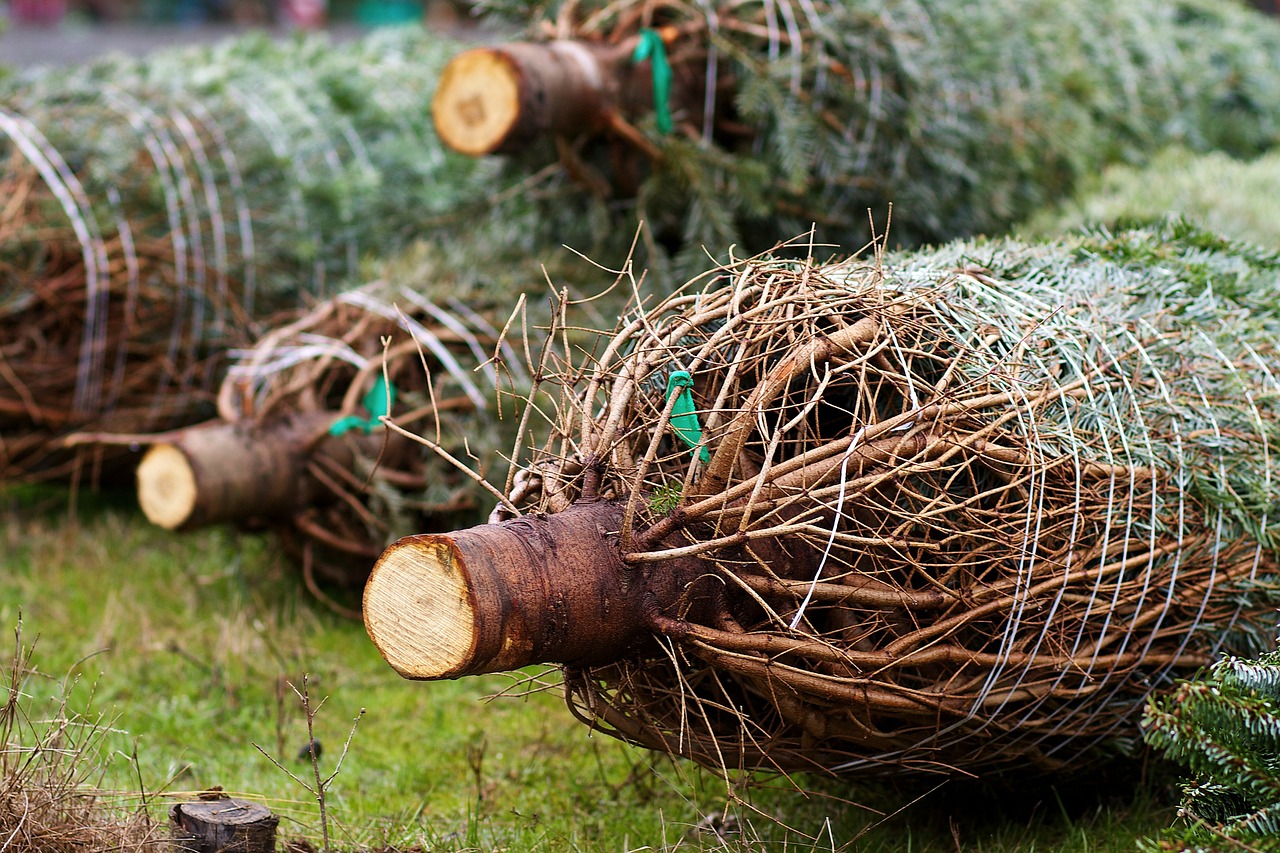 christmas trees trees wood free photo