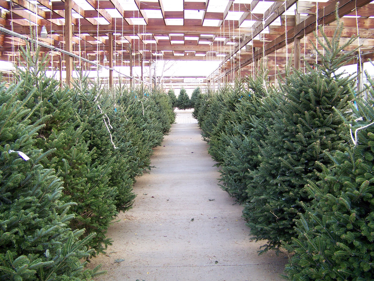 christmas xmas trees free photo