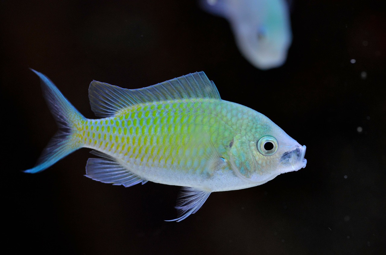 chromis viridis marine free photo