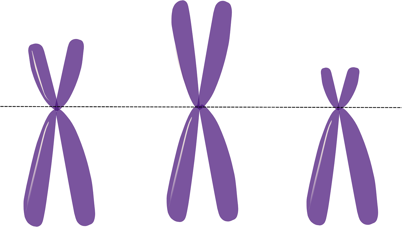 chromosomes genetics metacentric free photo