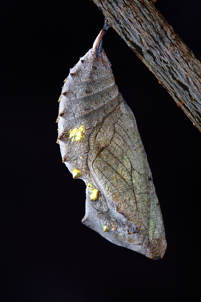 chrysalis macro close up free photo