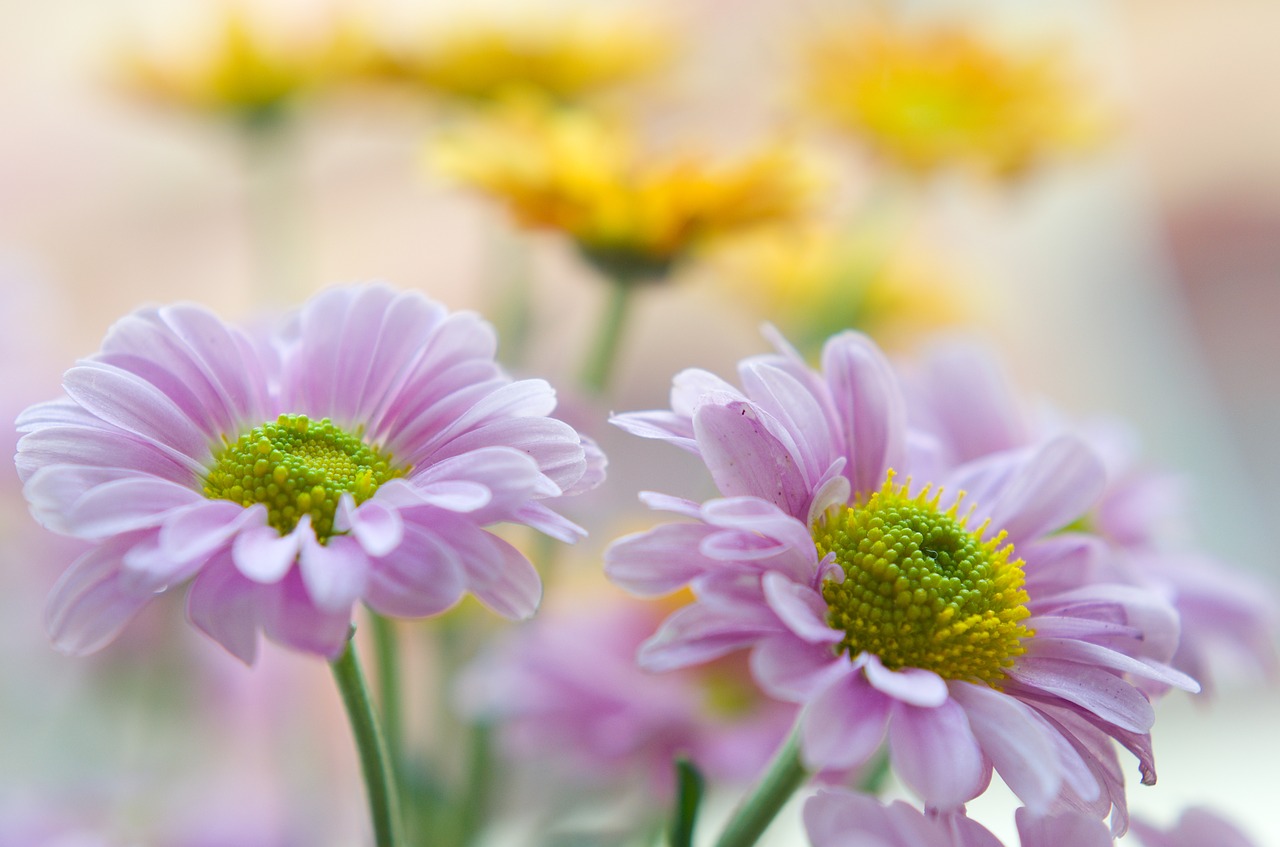 chrysantéma  flower  beautiful free photo