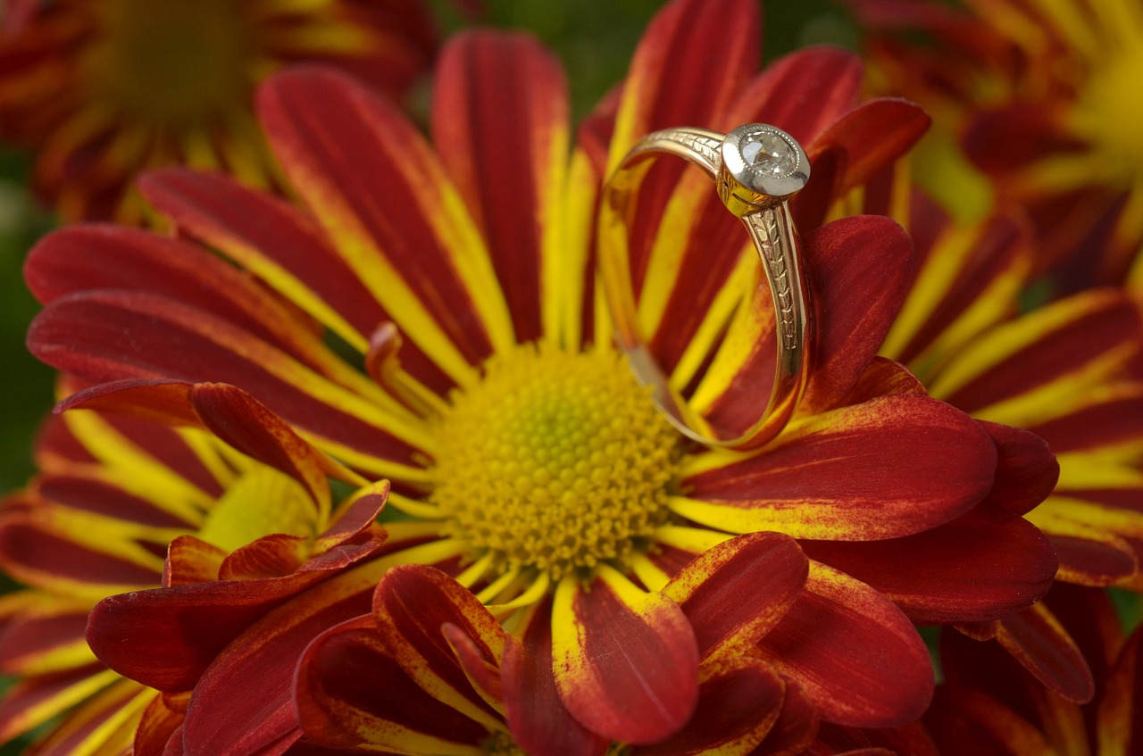 chrysantéma  flower  beautiful free photo