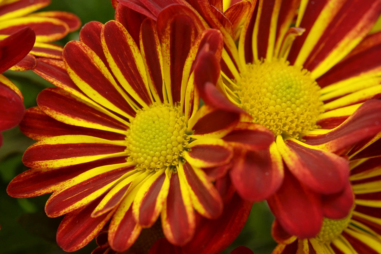 chrysantéma  flower  beautiful free photo