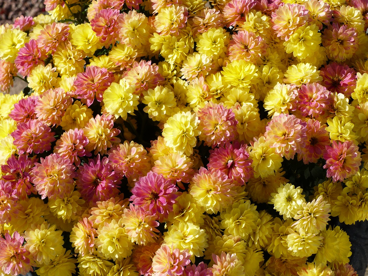 chrysantemum  flowers  colors free photo