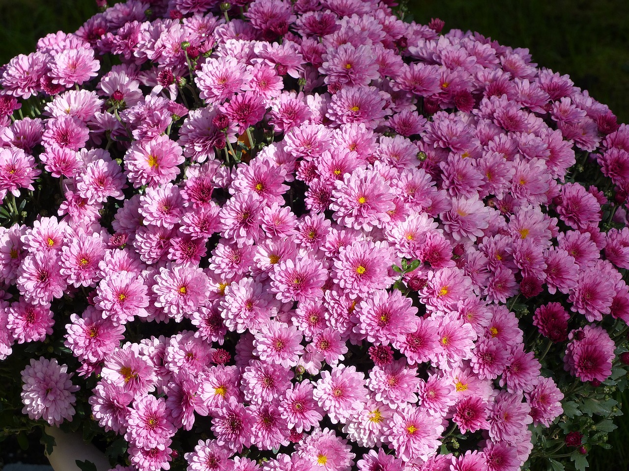 chrysantemum  flowers  pink free photo