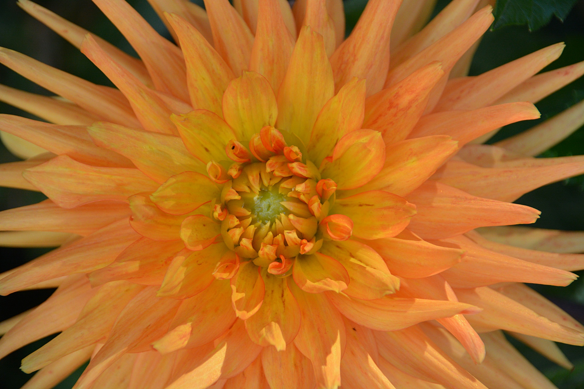flower chrysanthemum garden free photo