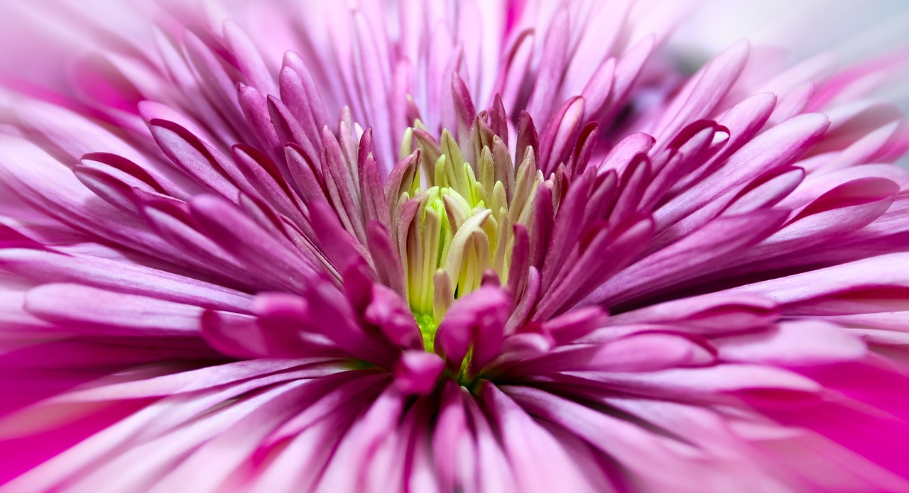 chrysanthemum close blossom free photo