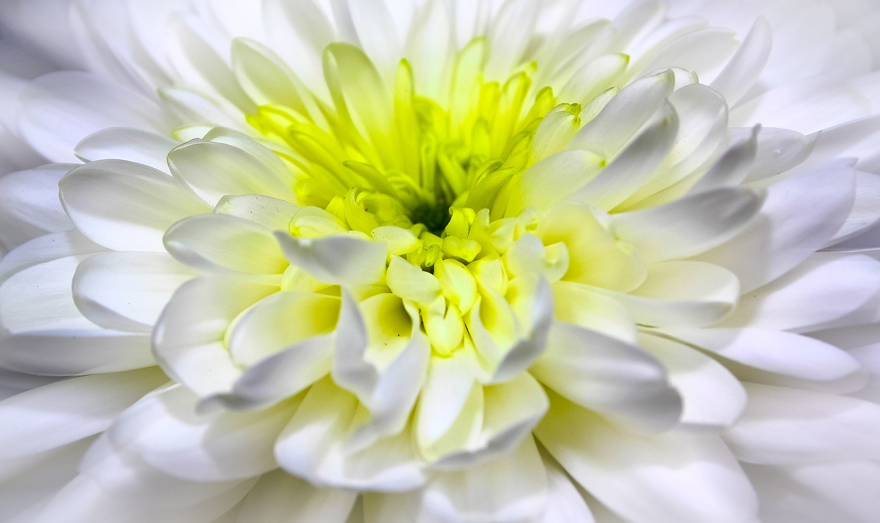 chrysanthemum close blossom free photo