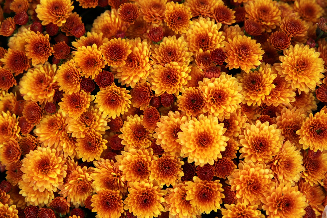 chrysanthemum flower orange free photo