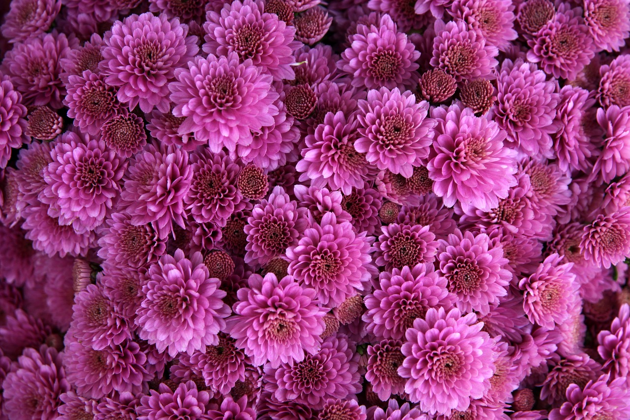 chrysanthemum flower pink free photo